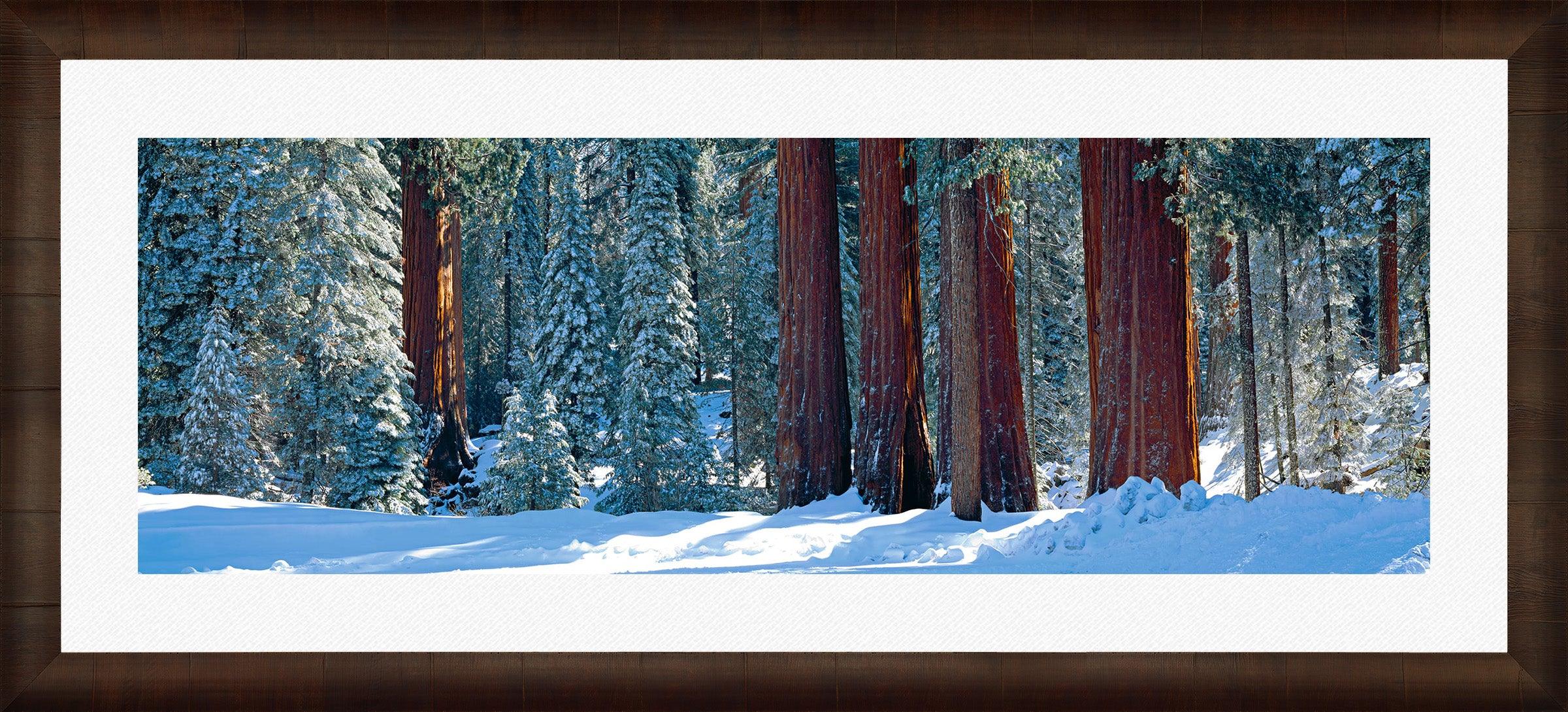 Winter Giants