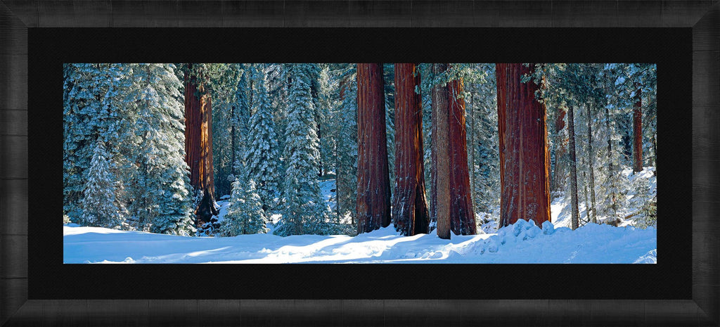 Winter Giants