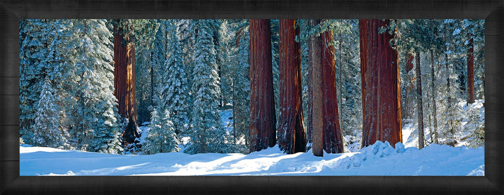 Winter Giants