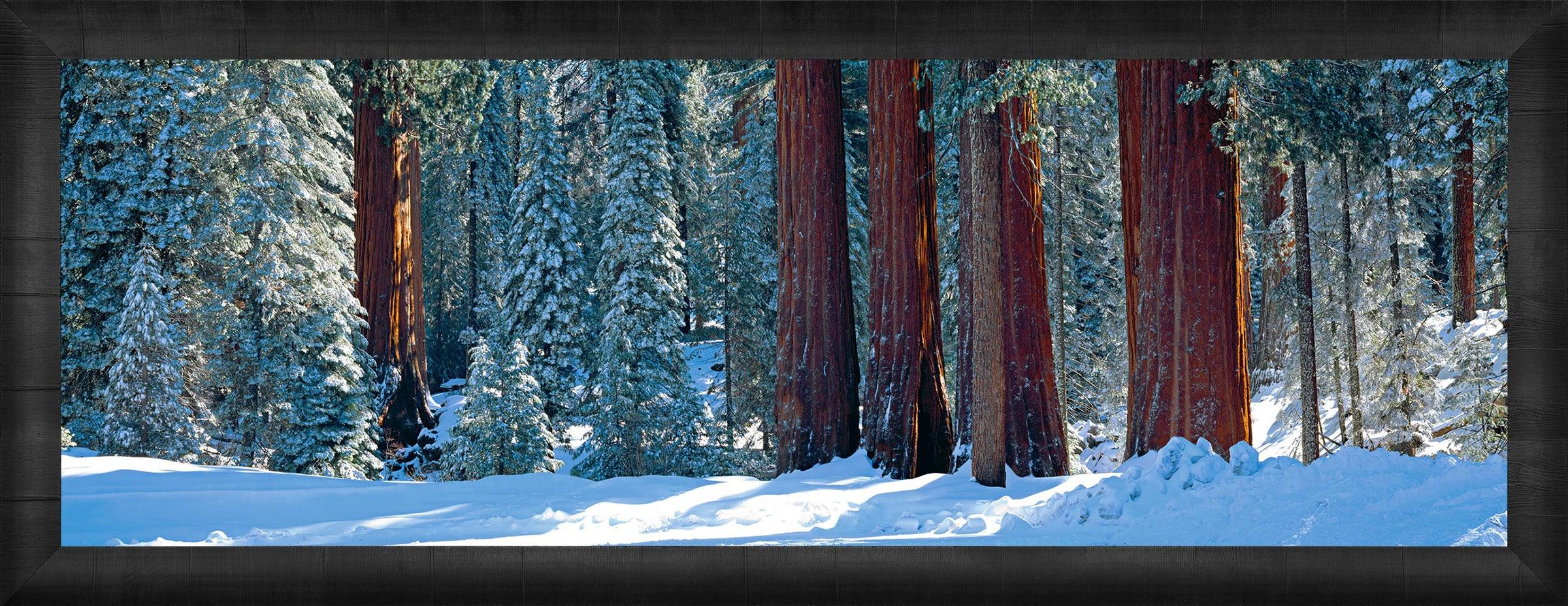 Winter Giants
