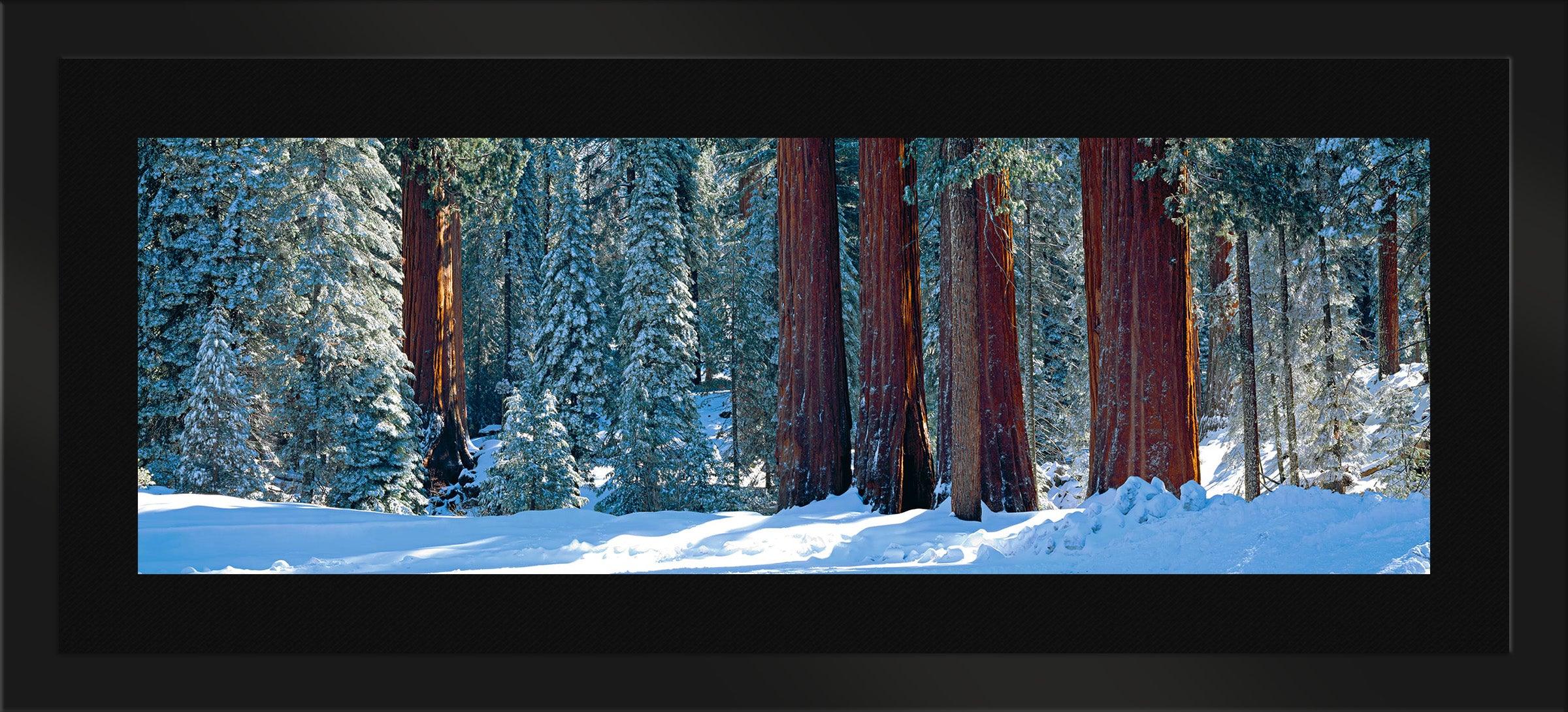 Winter Giants