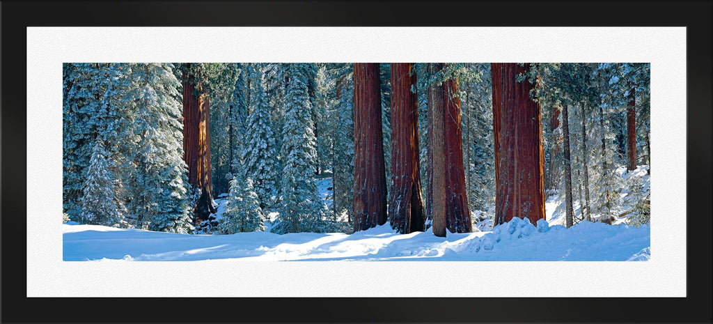 Winter Giants