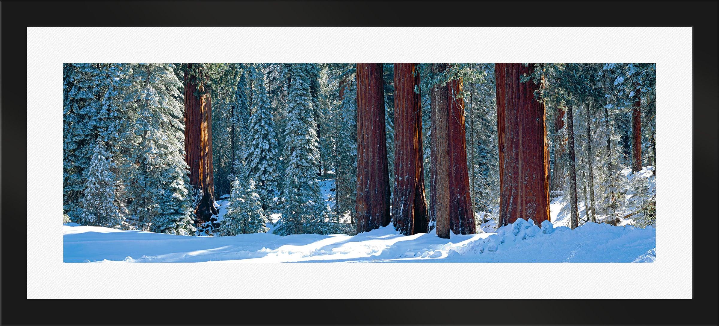Winter Giants