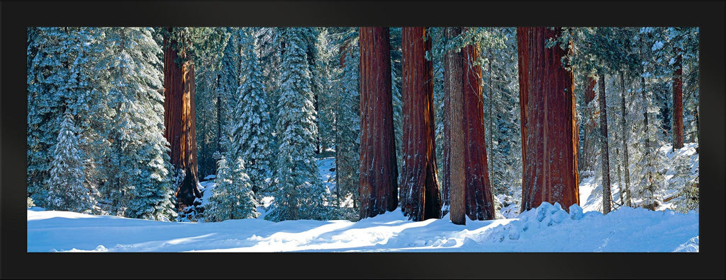 Winter Giants