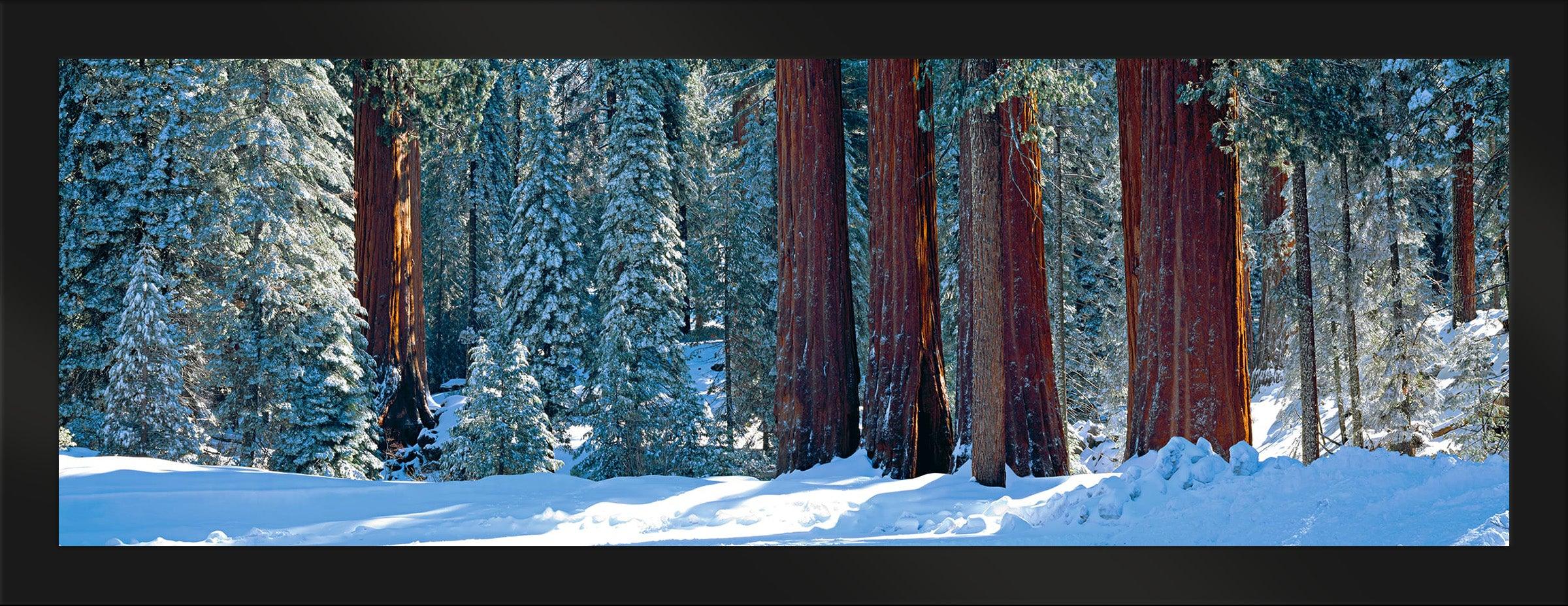 Winter Giants