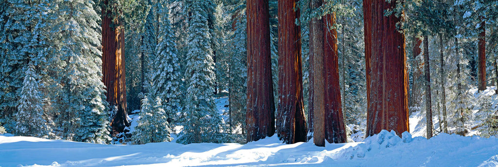 Winter Giants