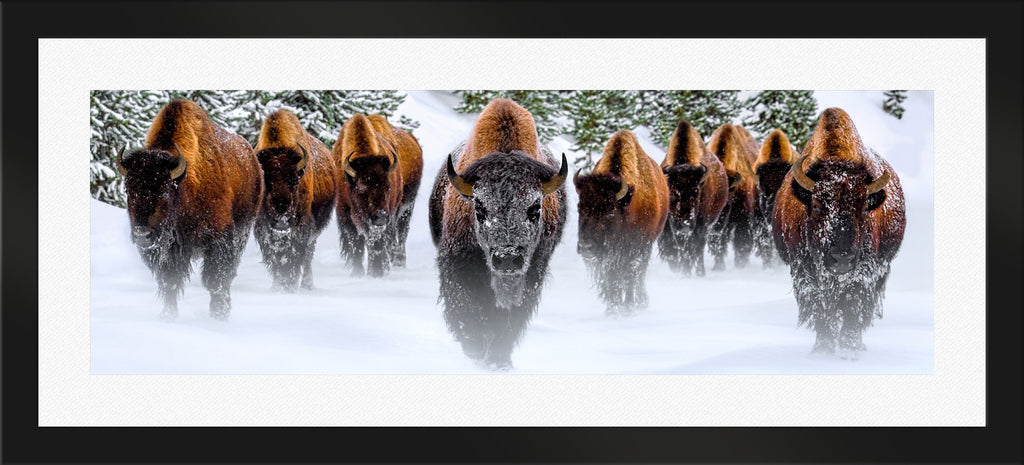 Winter Reign