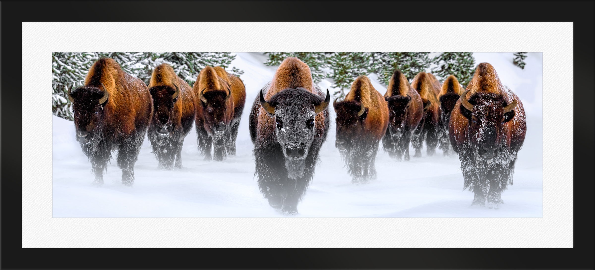 Winter Reign
