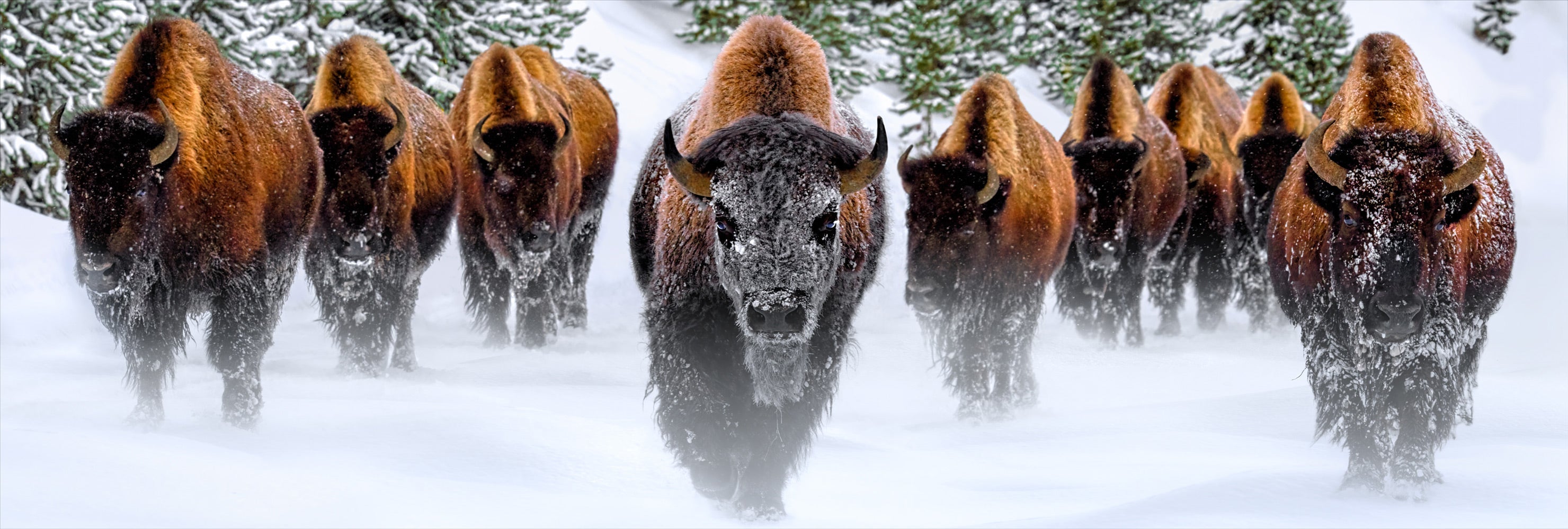Winter Reign