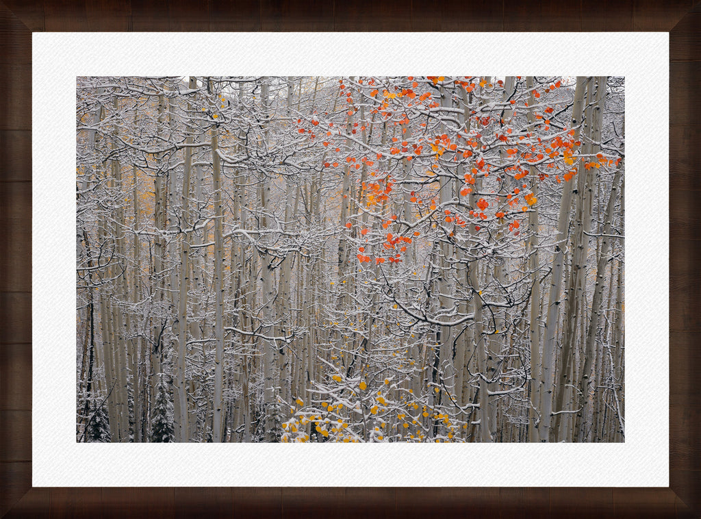 Winters Flame