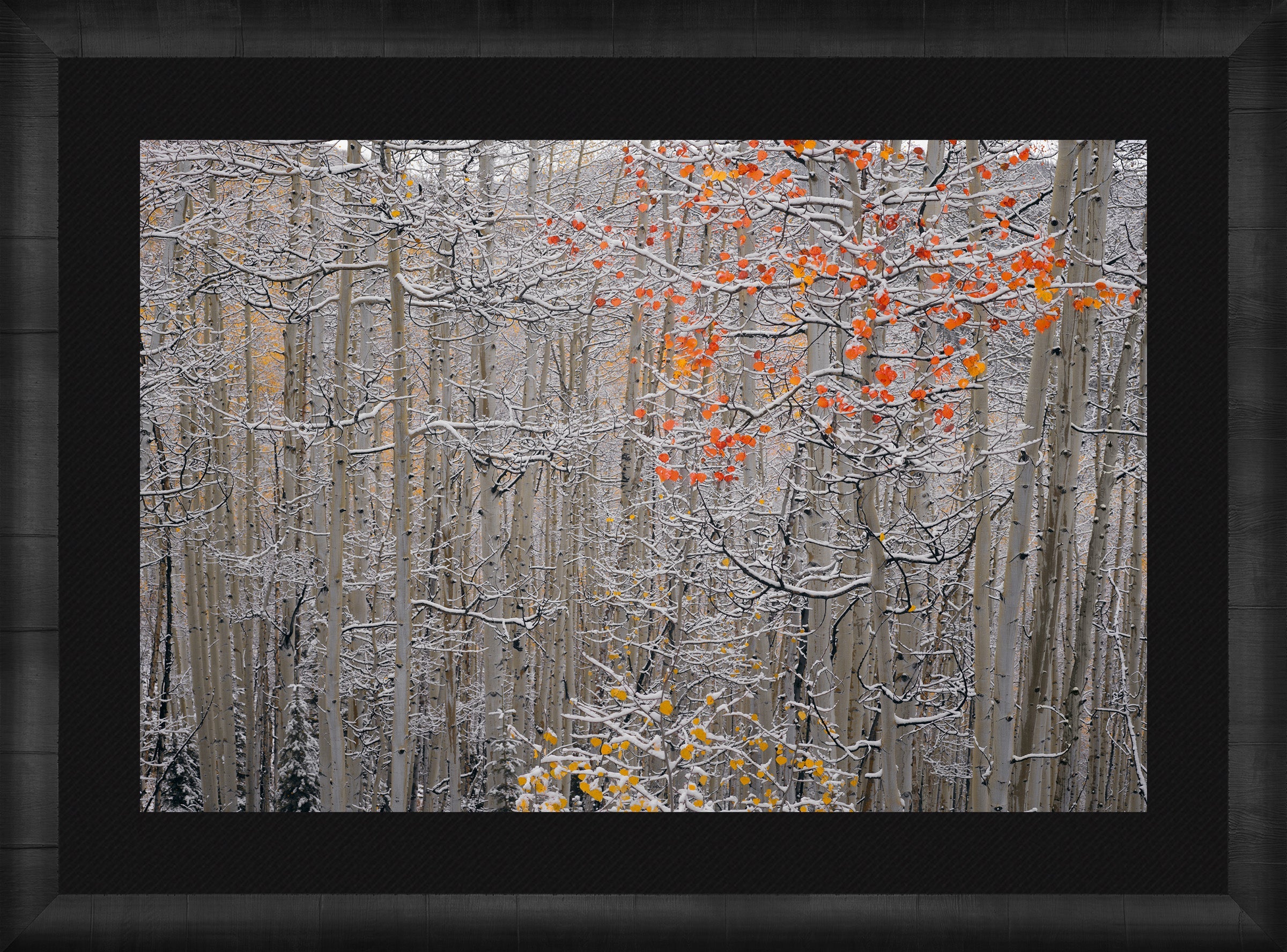 Winters Flame