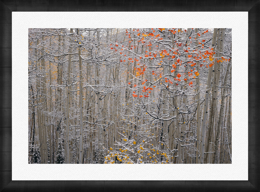 Winters Flame