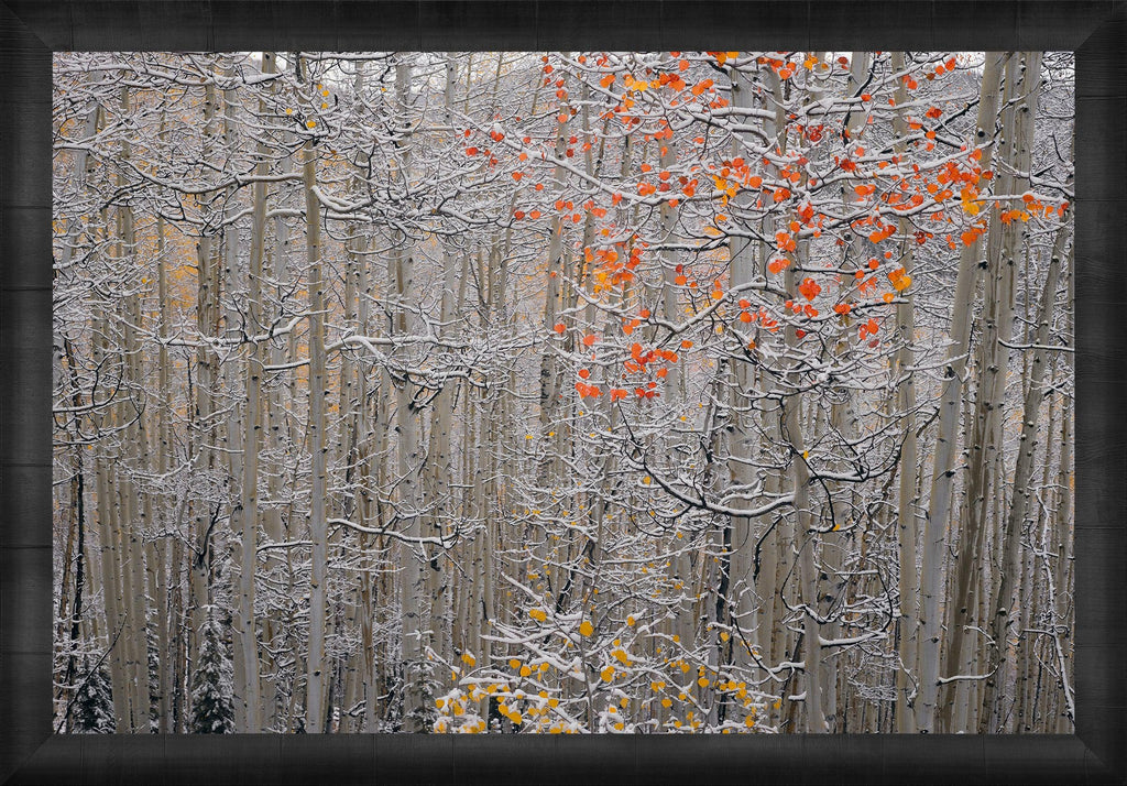 Winters Flame