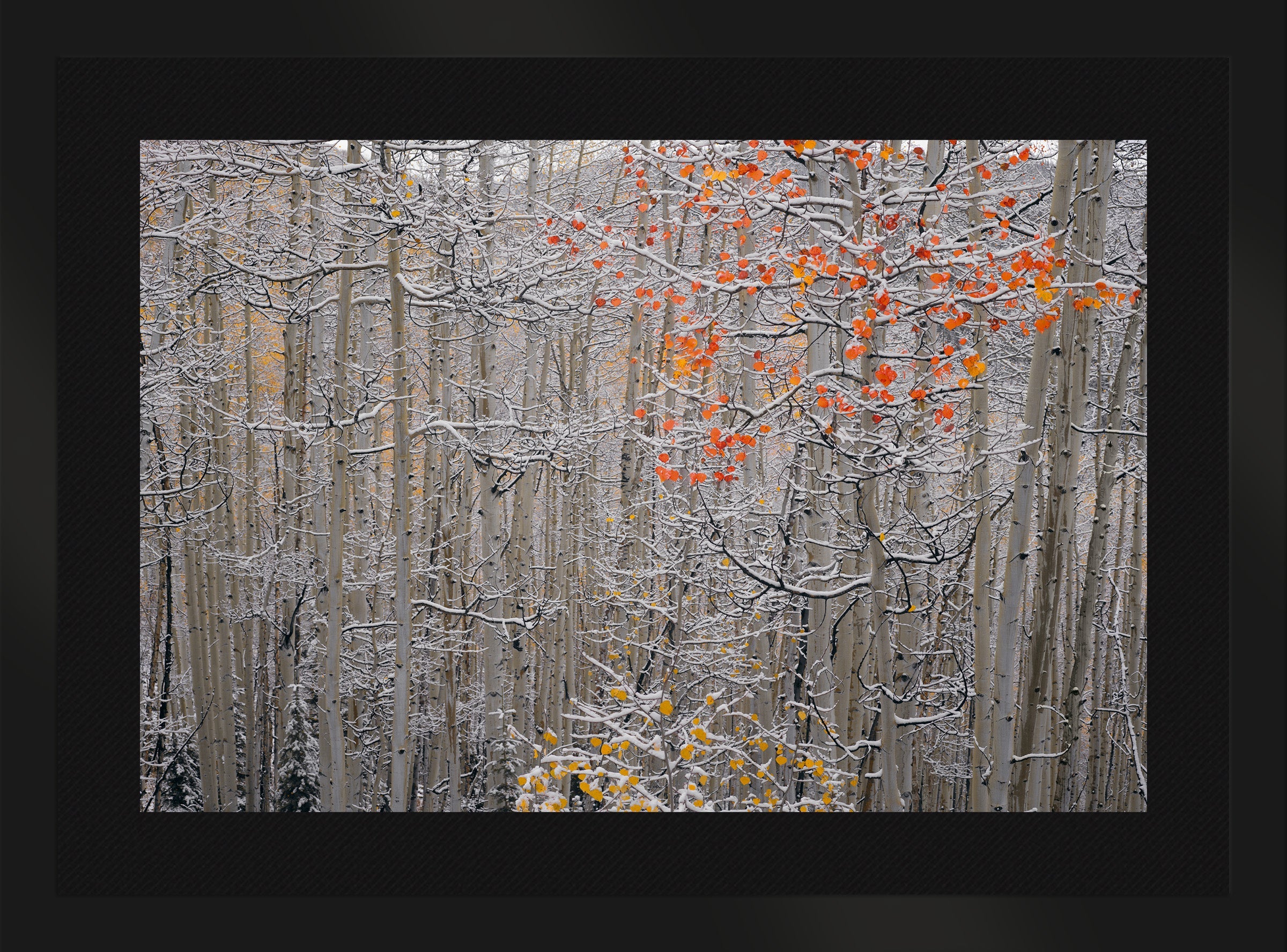 Winters Flame