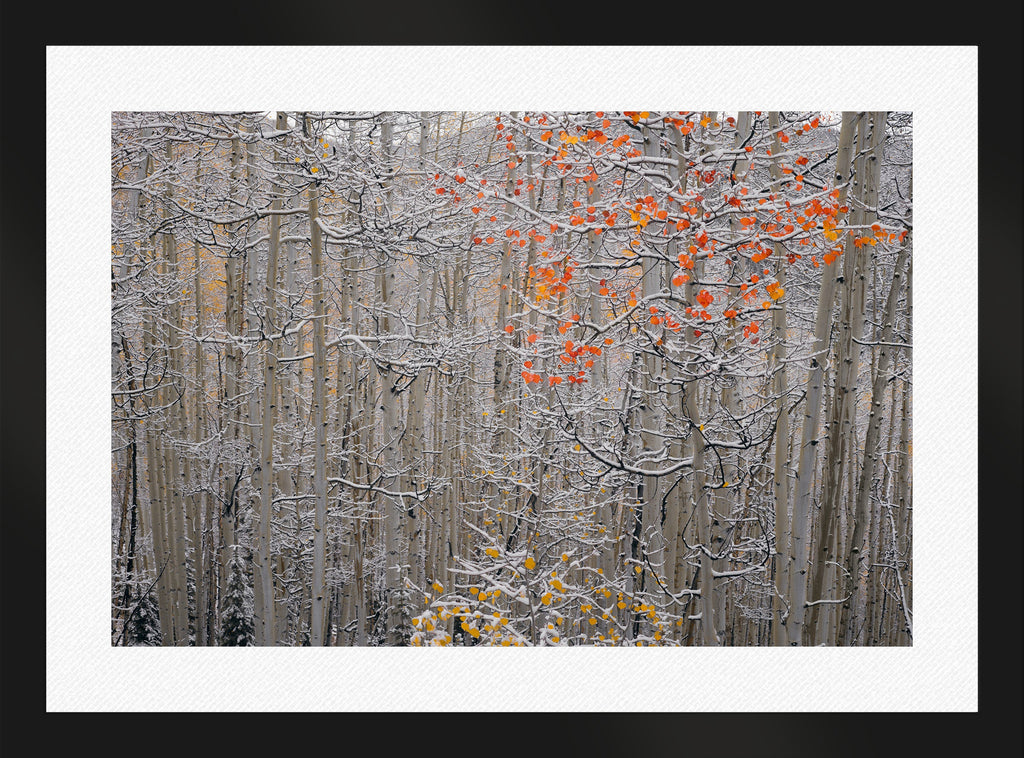 Winters Flame