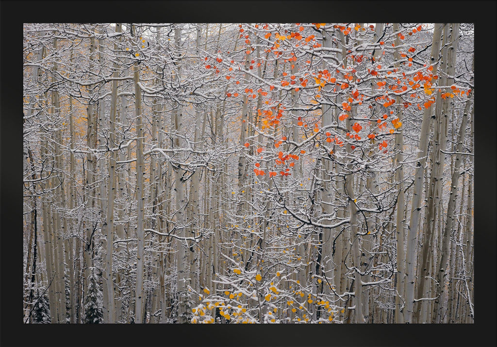 Winters Flame