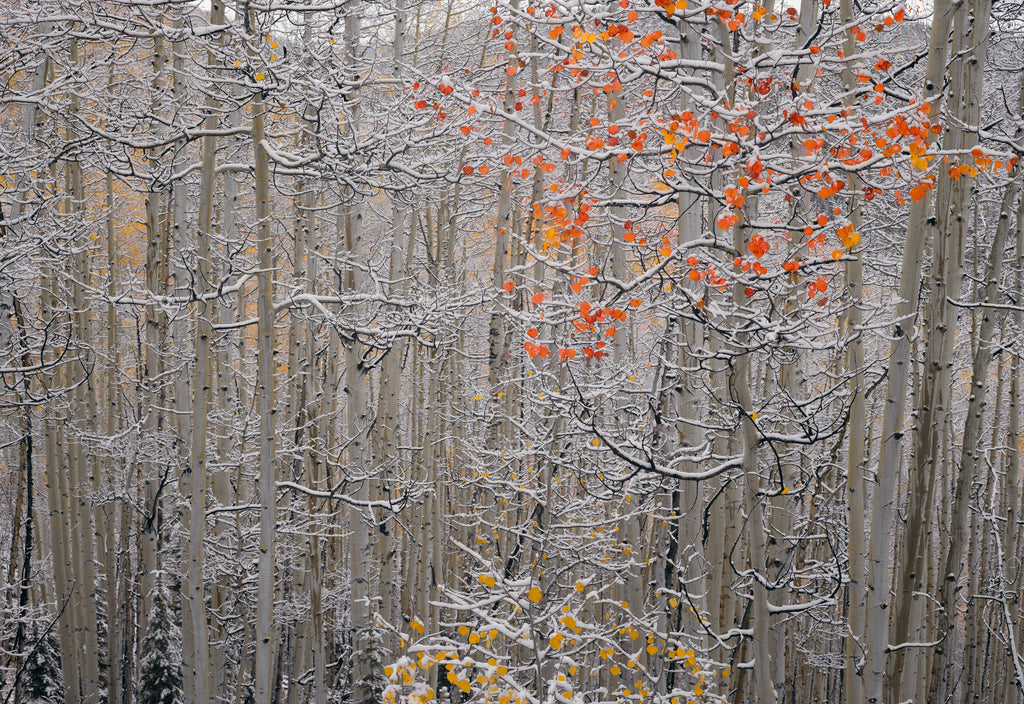 Winters Flame
