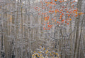 Winters Flame